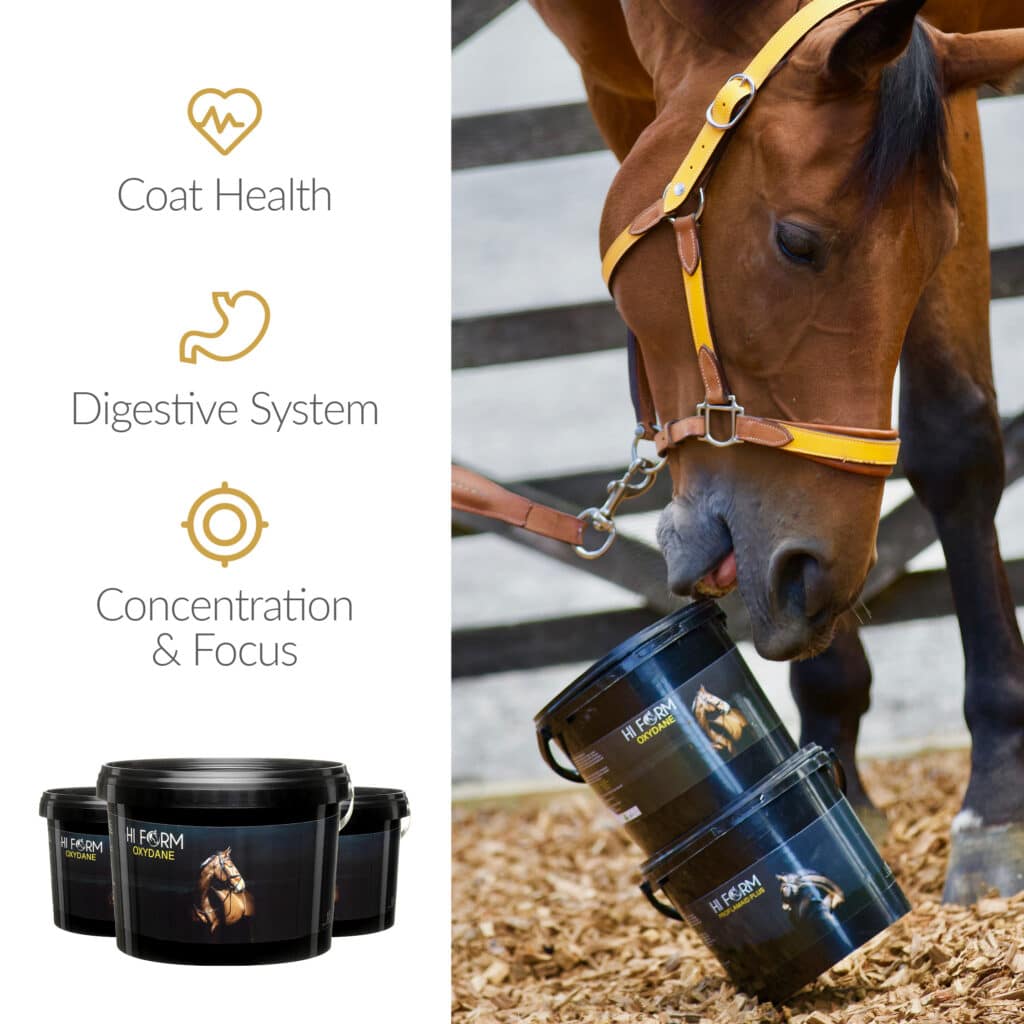 Hi Form Equine – Premium Horse Supplements
