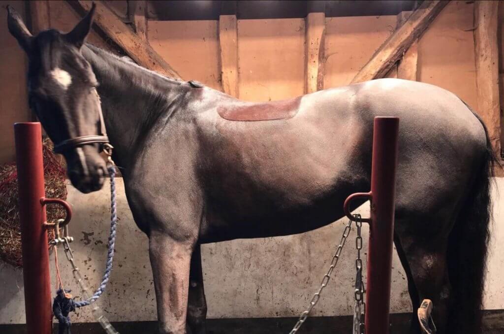 Hi Form Oxydane and Topline Before - Jessie Kirby Bella