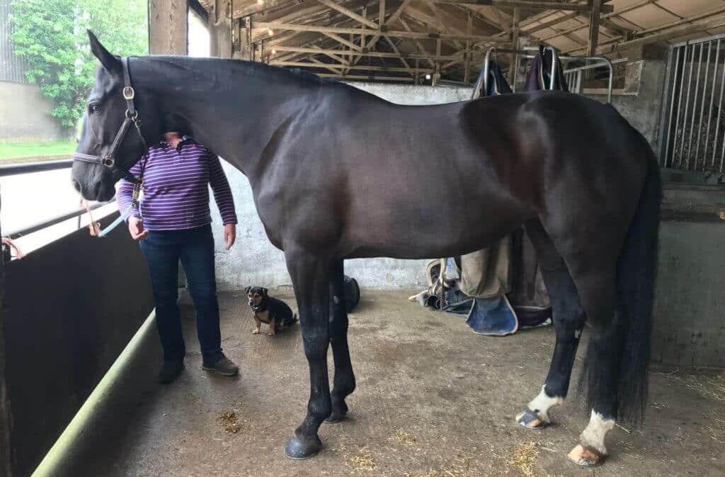 Hi Form Oxydane and Topline After - Jessie Kirby Bella