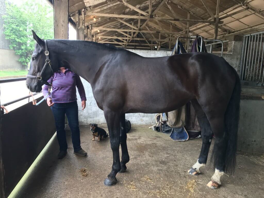 Hi Form Equine – Premium Horse Supplements