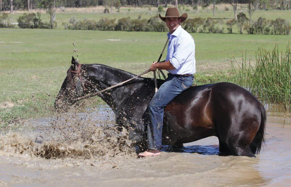 Hi Form Equine – Premium Horse Supplements