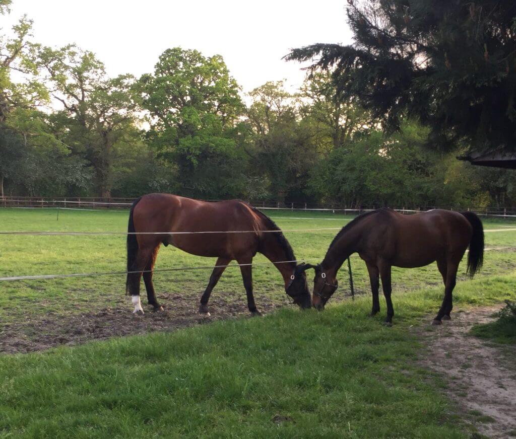 Hi Form Equine – Premium Horse Supplements