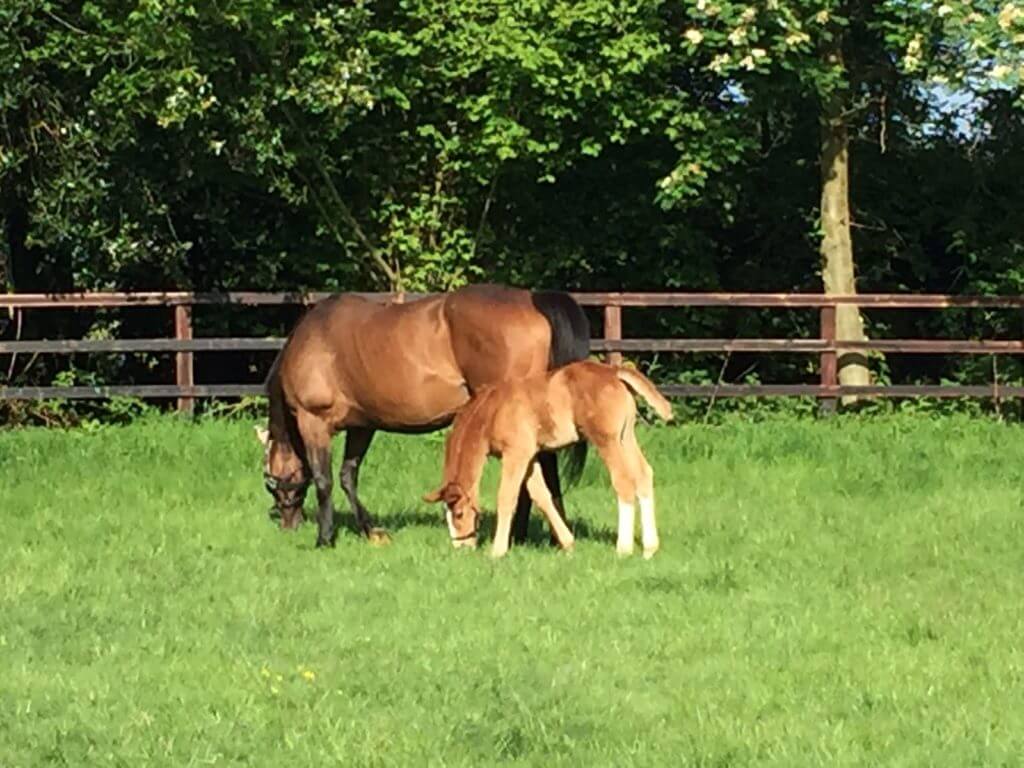 Hi Form Equine – Premium Horse Supplements