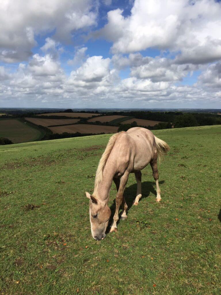 Hi Form Equine – Premium Horse Supplements