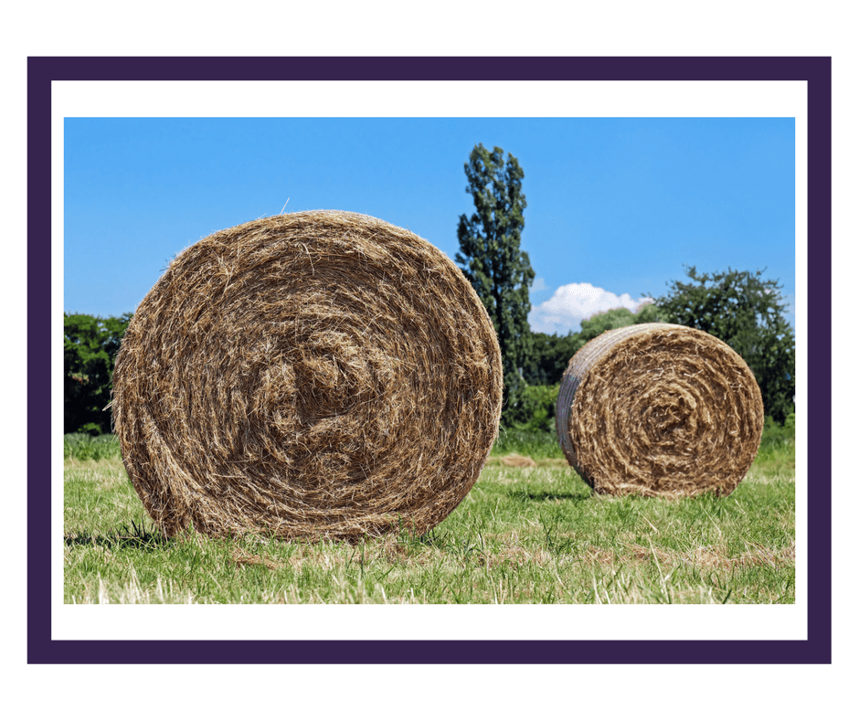 Hi Form Equine – Premium Horse Supplements