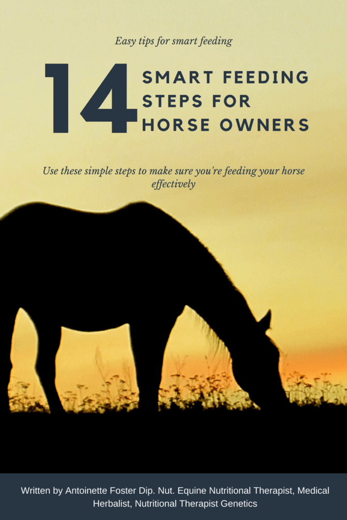 Hi Form Equine – Premium Horse Supplements