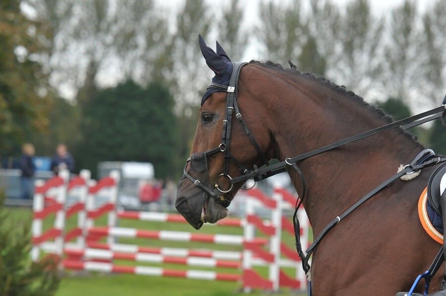 Hi Form Equine – Premium Horse Supplements