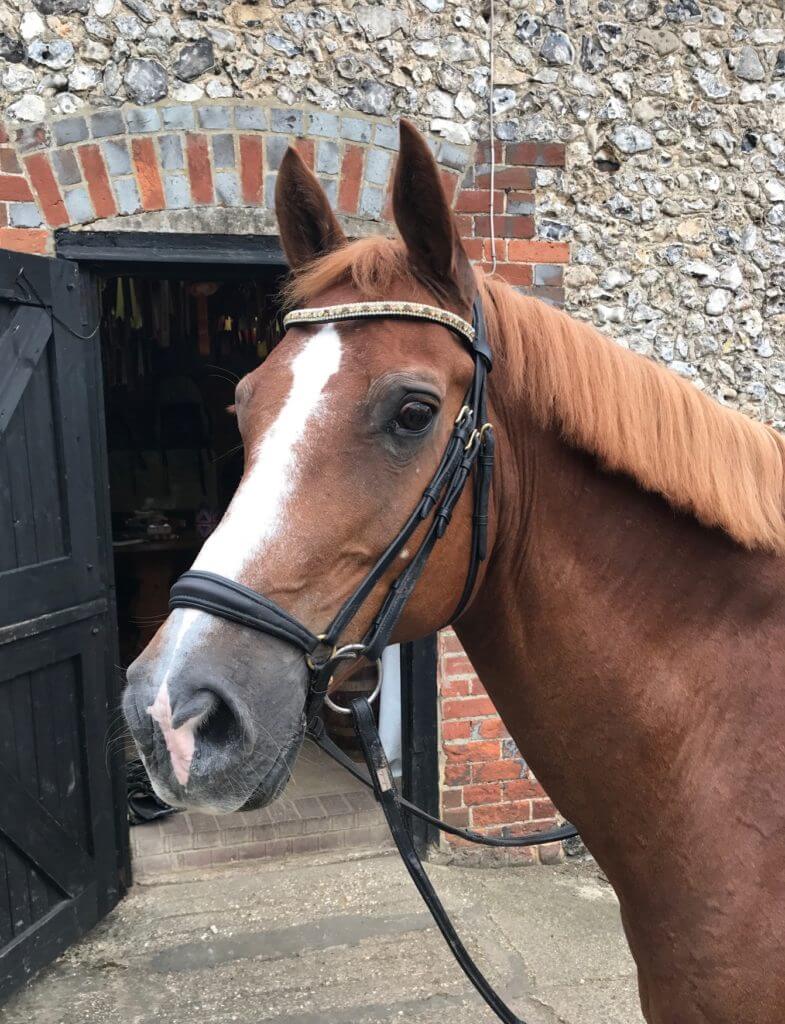 Hi Form Equine – Premium Horse Supplements