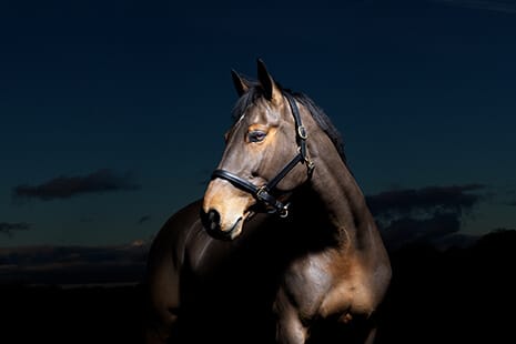 Hi Form Equine – Premium Horse Supplements