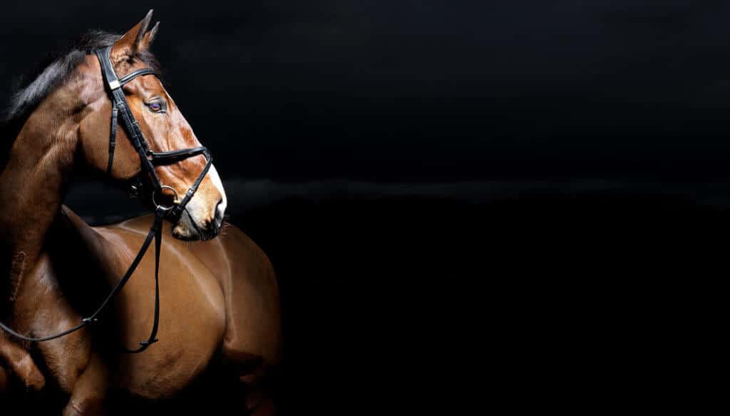 Hi Form Equine – Premium Horse Supplements