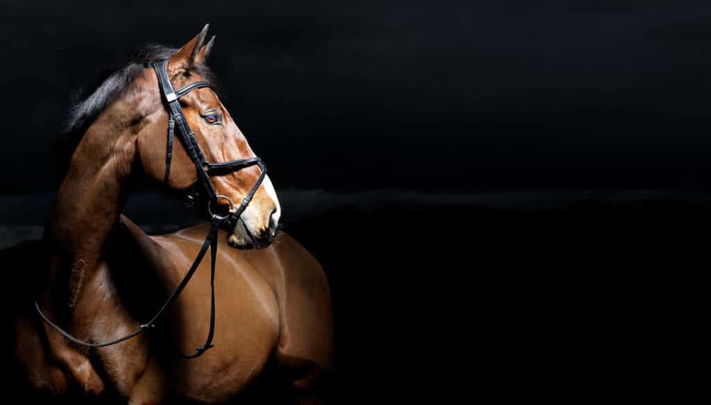 Hi Form Equine Stretch Header - Matthew Seed Photography