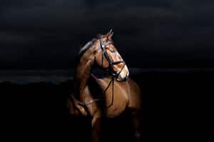 Hi Form Equine Stretch Header - Matthew Seed Photography