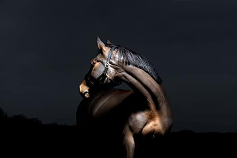 Hi Form Equine – Premium Horse Supplements