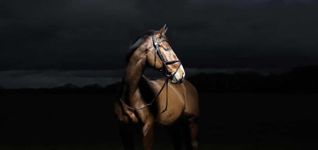 Hi Form Equine – Premium Horse Supplements