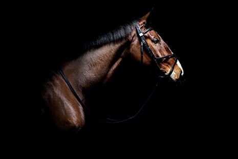 Hi Form Equine – Premium Horse Supplements