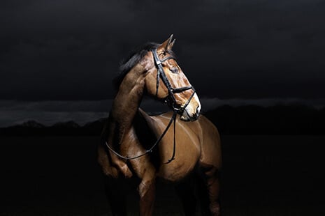 Hi Form Equine – Premium Horse Supplements