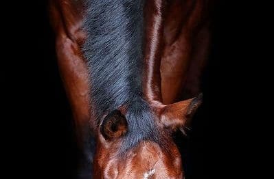 Hi Form Horse Fed Oxydane Shining Neck & Coat