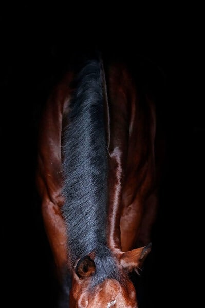 Hi Form Equine – Premium Horse Supplements