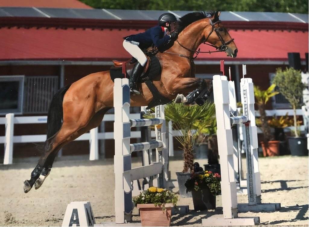 Hi Form Equine – Premium Horse Supplements