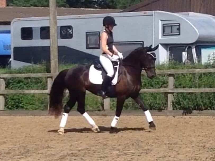 Hi Form Equine – Premium Horse Supplements