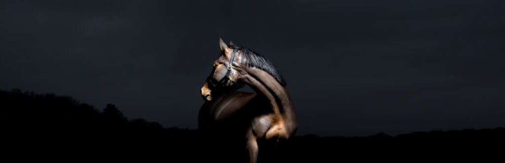 Hi Form Equine – Premium Horse Supplements