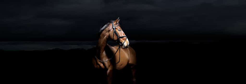 Hi Form Stretch Matthew Seed