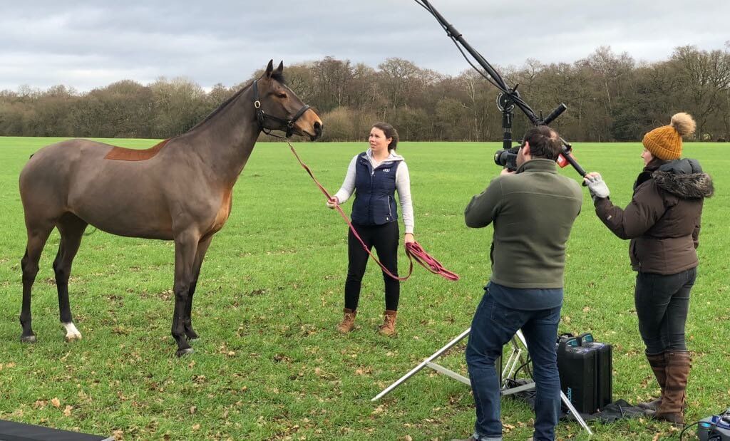 Hi Form Equine – Premium Horse Supplements