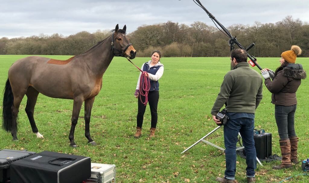 Hi Form Equine – Premium Horse Supplements