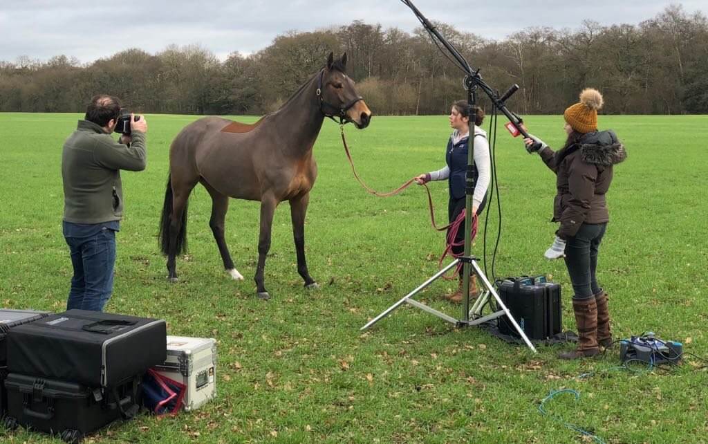 Hi Form Equine – Premium Horse Supplements