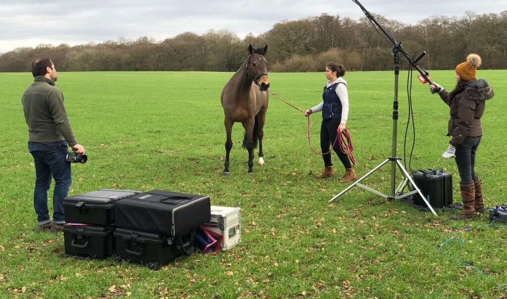 Hi Form Equine – Premium Horse Supplements