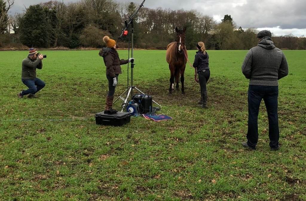 Hi Form Equine – Premium Horse Supplements