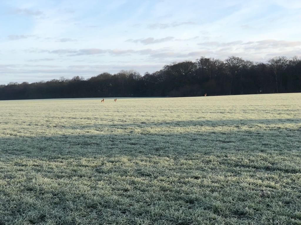 Hi Form Equine – Premium Horse Supplements