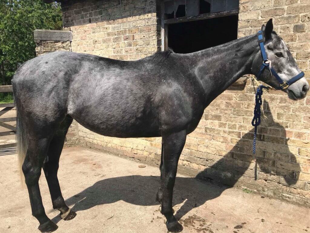 Hi Form Topline and Oxydane Before Adam Russell