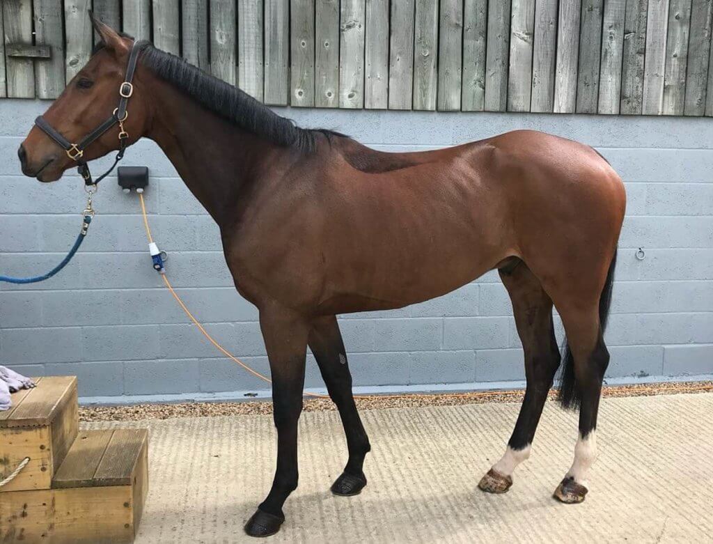 Hi Form Oxydane and Topline Before - Alex Tordoff