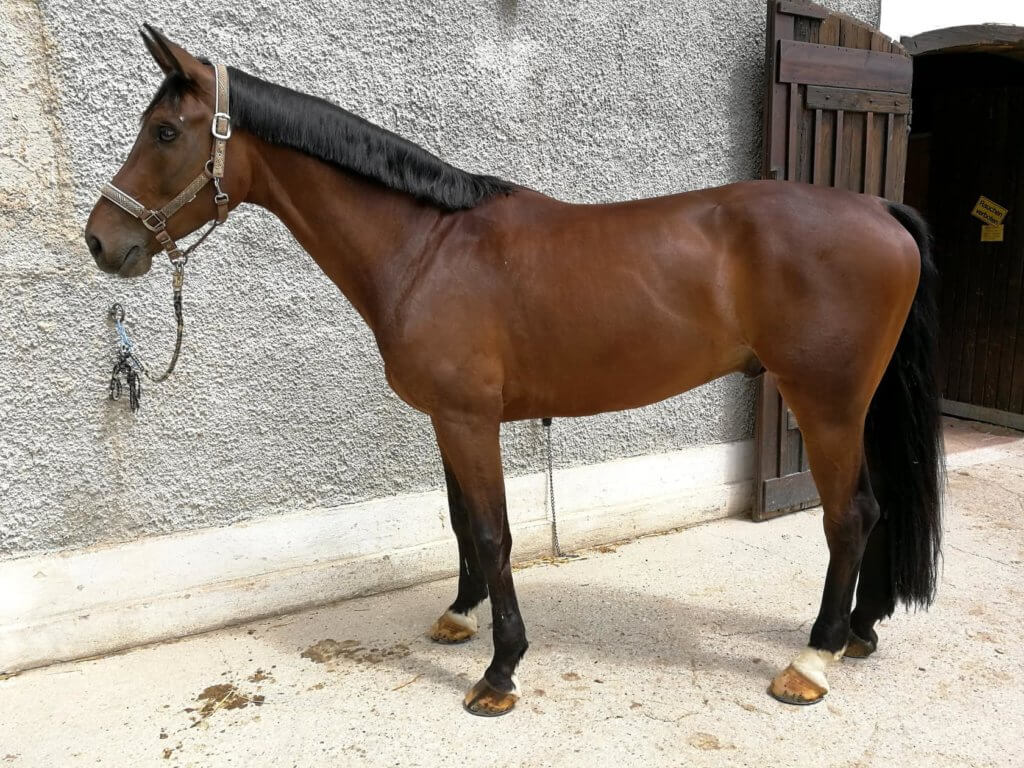 Hi Form Oxydane and Topline Before - Alex Tordoff