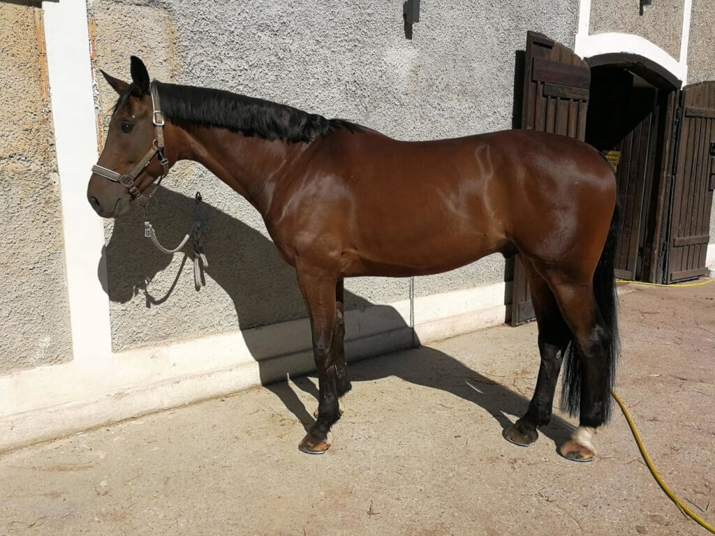 Hi Form Oxydane and Topline Before - Alex Tordoff