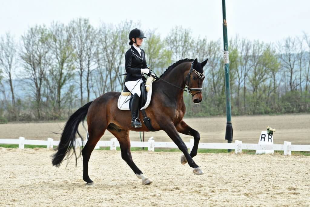 Hi Form Equine – Premium Horse Supplements