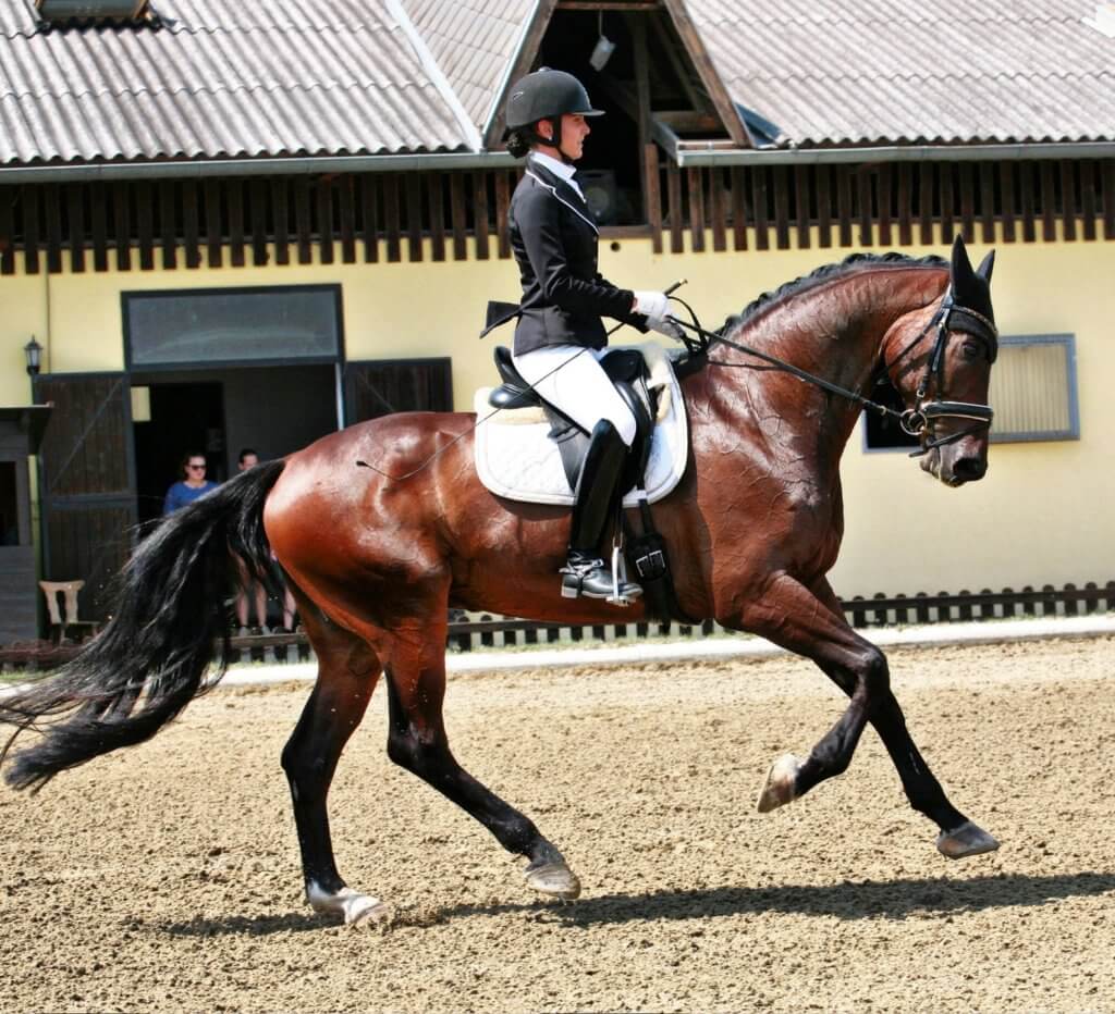 Hi Form Equine – Premium Horse Supplements