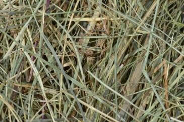 Hi Form Equine – Premium Horse Supplements