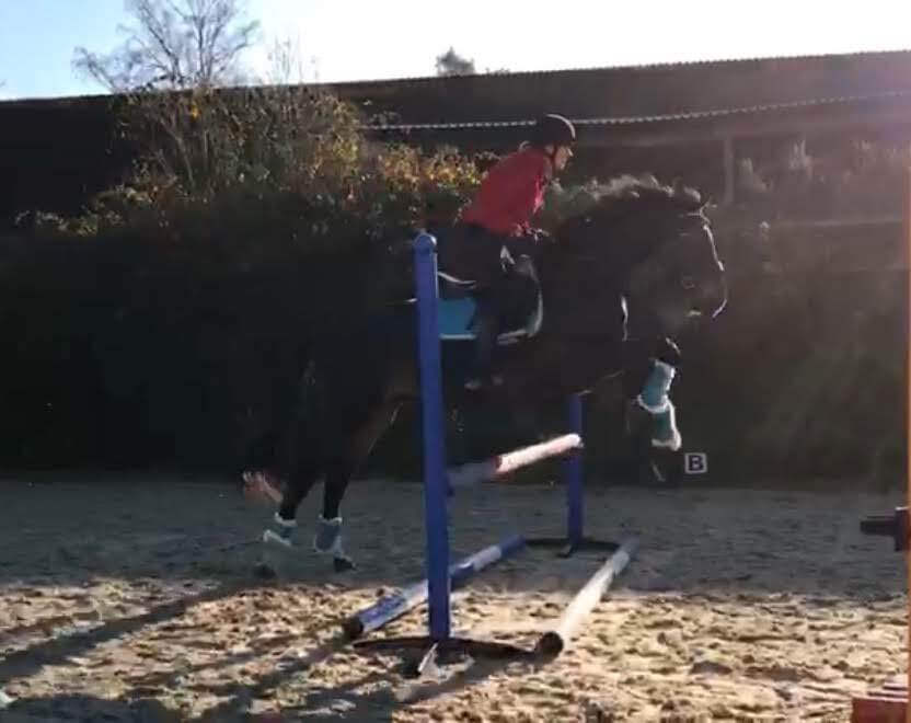 Hi Form Equine – Premium Horse Supplements