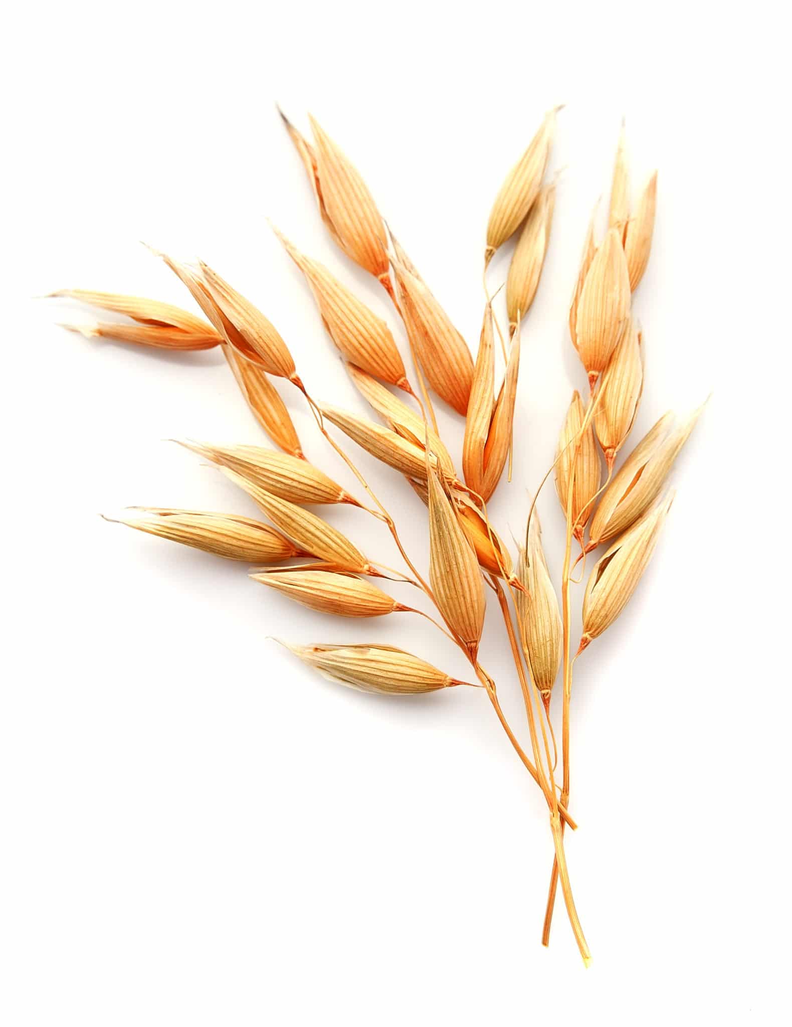 Hi Form Feeding Guide - Oats