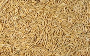 Hi Form Feeding Guide - Oats - Whole Oats for Horses