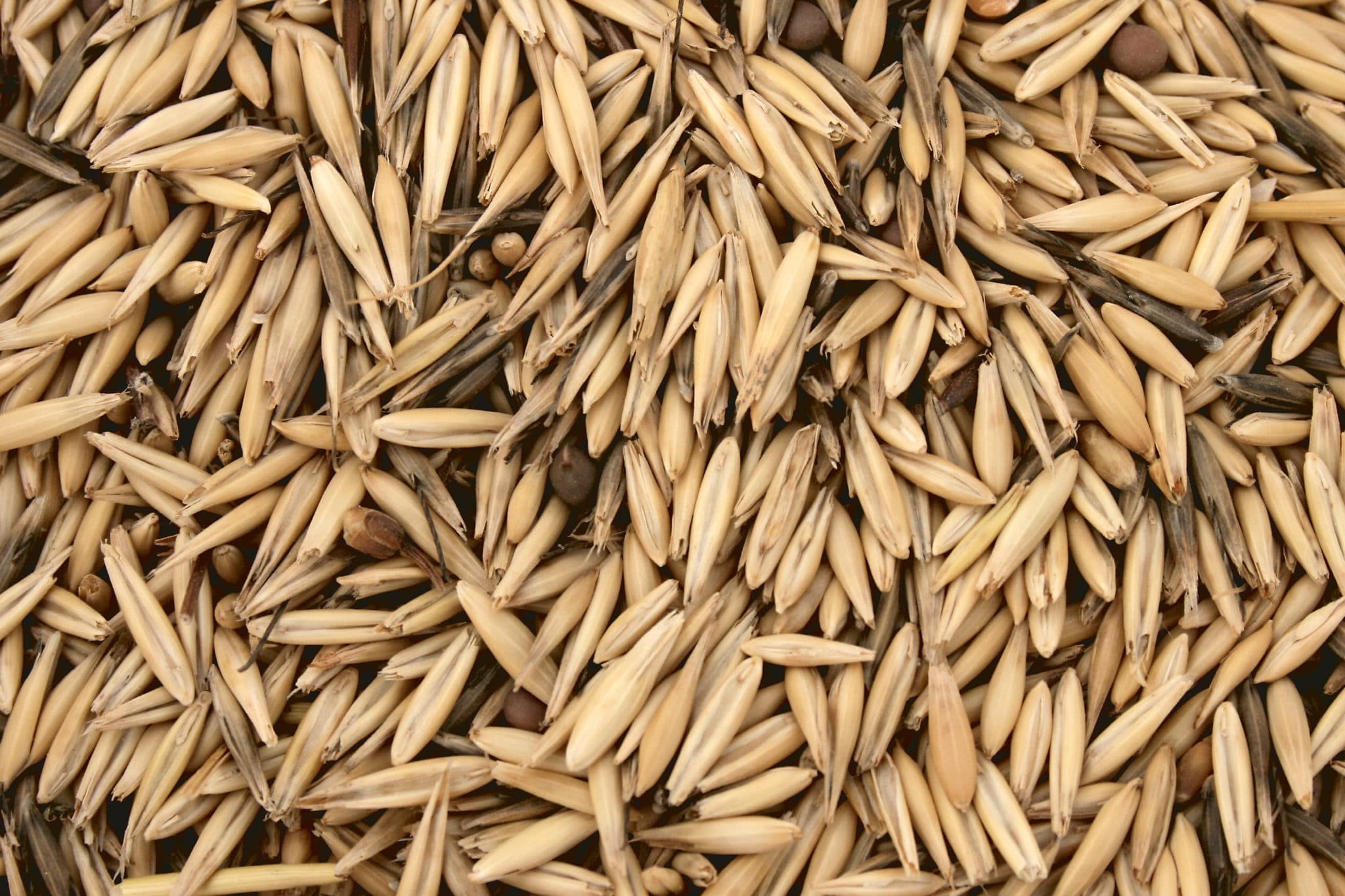 Hi Form Feeding Guide - Oats