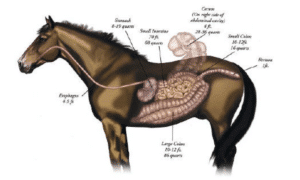 Hi form feeding gut diagram