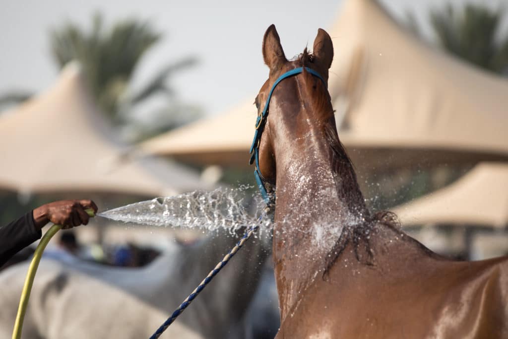 Hi Form Equine – Premium Horse Supplements