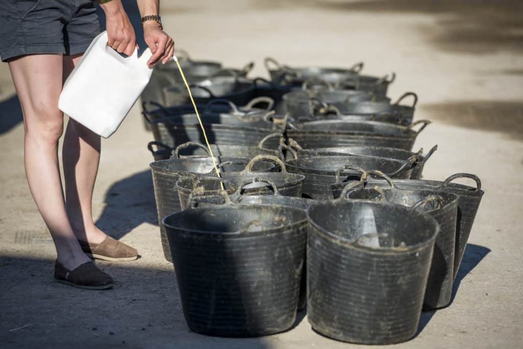 Hi Form Equine – Premium Horse Supplements