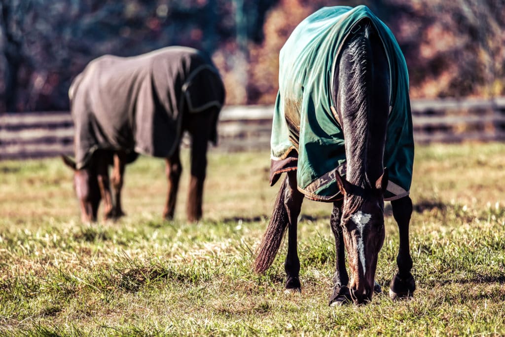 Hi Form Equine – Premium Horse Supplements