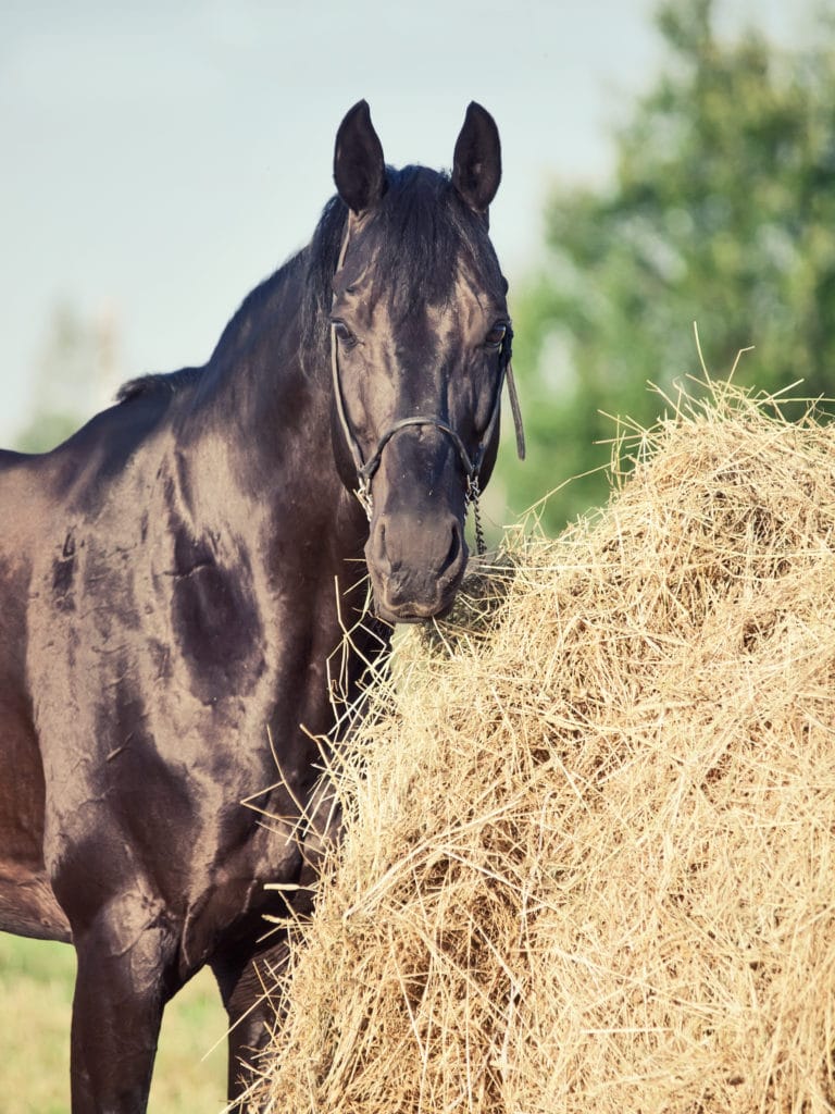 Hi Form Equine – Premium Horse Supplements