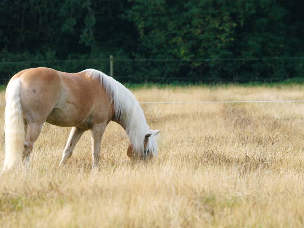 Hi Form Equine – Premium Horse Supplements