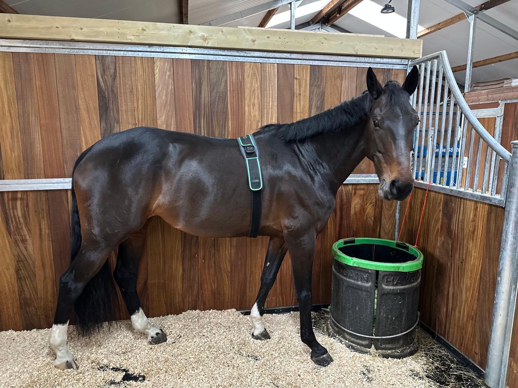 Hi Form Equine – Premium Horse Supplements